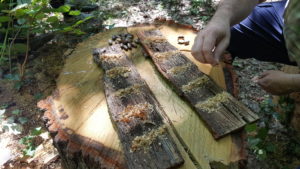 JOUER avec la NATURE - SEMINAIRE LPO ILE DE FRANCE
