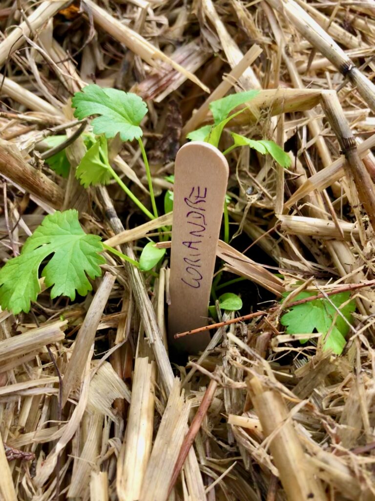 AMBIANCE PERMACULTURE 01